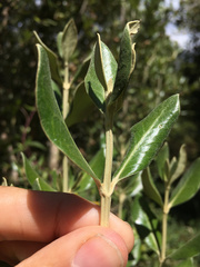 Olearia traversiorum