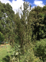 Olearia traversiorum