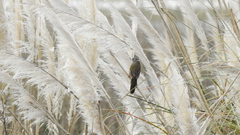 Embernagra platensis