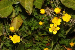 Ranunculus repens