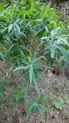 Bupleurum salicifolium