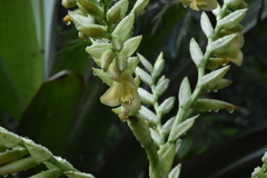 Vriesea hieroglyphica