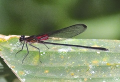 Hetaerina cruentata