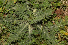 Cirsium vulgare