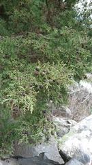 Juniperus phoenicea
