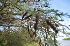 Vachellia aroma