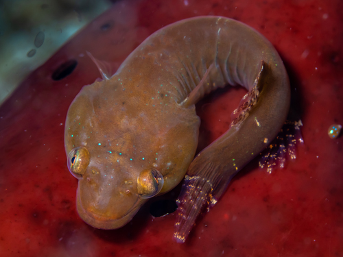 Small-headed Clingfish