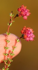 Erica clavisepala
