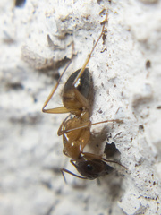 Camponotus festinatus