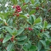 Small-leaved Holly - Photo (c) aulax, some rights reserved (CC BY-NC), uploaded by aulax