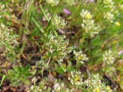 Alyssum umbellatum