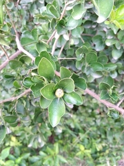 Brunfelsia australis