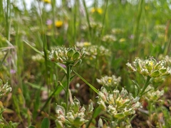 Alyssum umbellatum