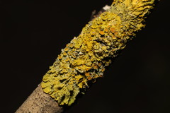 Xanthoria parietina