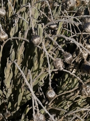 Syncarpha speciosissima