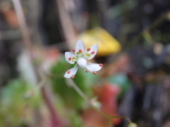 Micranthes clusii lepismigena
