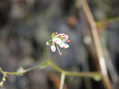 Micranthes clusii lepismigena