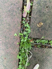 Hydrocotyle batrachium