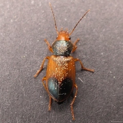 Diachromus germanus