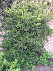 Brunfelsia australis