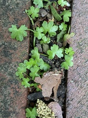 Hydrocotyle batrachium