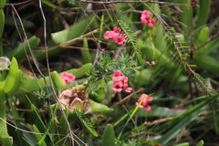 Indigofera verrucosa