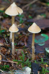 Cortinarius acutus