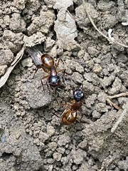 Camponotus americanus