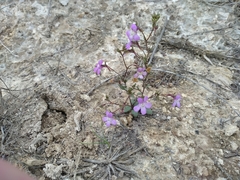 Chaenorhinum grandiflorum