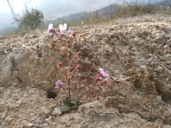 Chaenorhinum grandiflorum