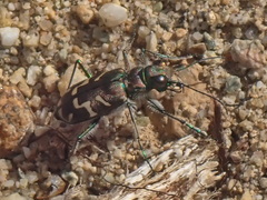 Cicindela tranquebarica vibex