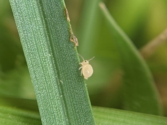 Symphypleona