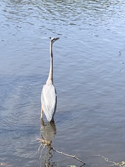 Ardea herodias