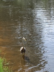 Ardea herodias