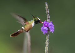 Lophornis adorabilis