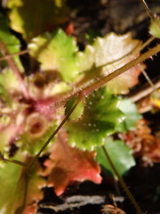 Micranthes clusii lepismigena