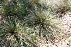 Muhlenbergia dubia