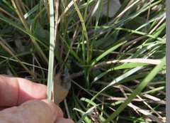 Muhlenbergia dubia