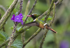 Lophornis adorabilis