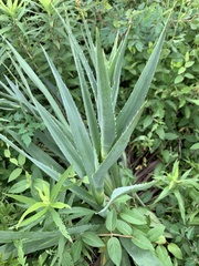 Eryngium yuccifolium