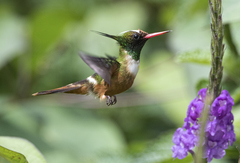 Lophornis adorabilis