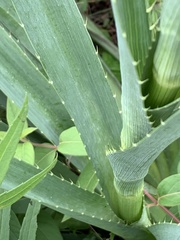 Eryngium yuccifolium