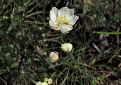 Thalictrum tuberosum