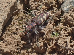 Cicindela tranquebarica vibex