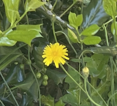 Krigia dandelion