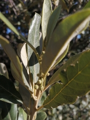 Brachylaena discolor