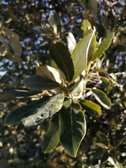 Brachylaena discolor