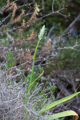 Albuca bracteata