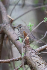 Turdus philomelos