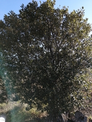 Brachylaena discolor